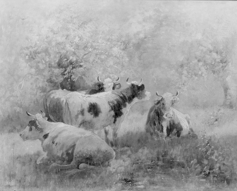 Vaches au pâturage