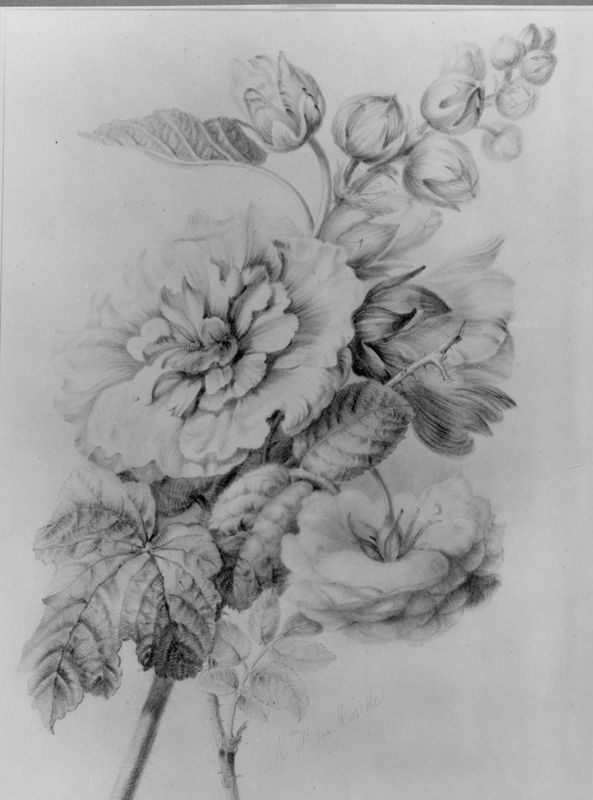 Fleurs