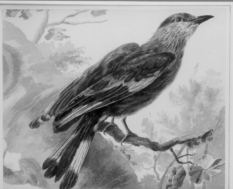 Exotische vogel