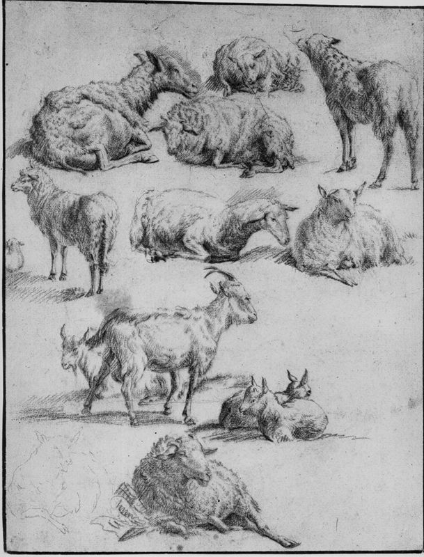 Schapen en geiten