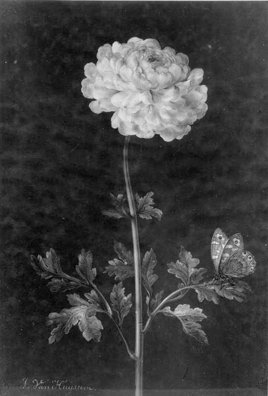 Fleur et insecte