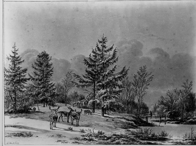 Herten in besneeuwd bos