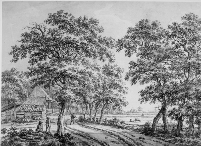 Weg onder de bomen langsheen weiland