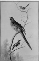 B188667