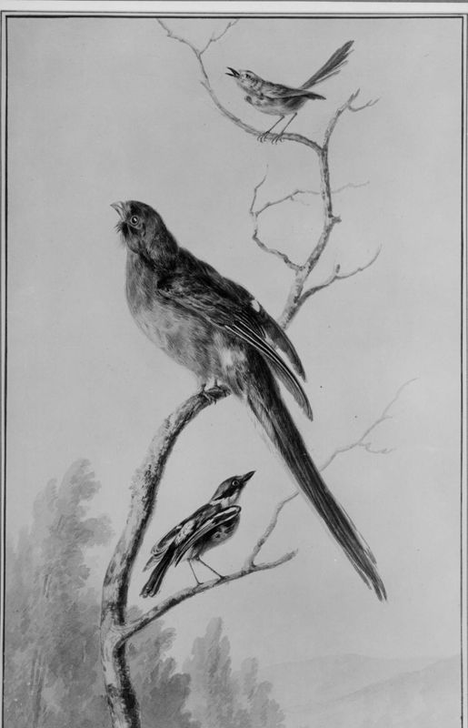 Exotische vogels
