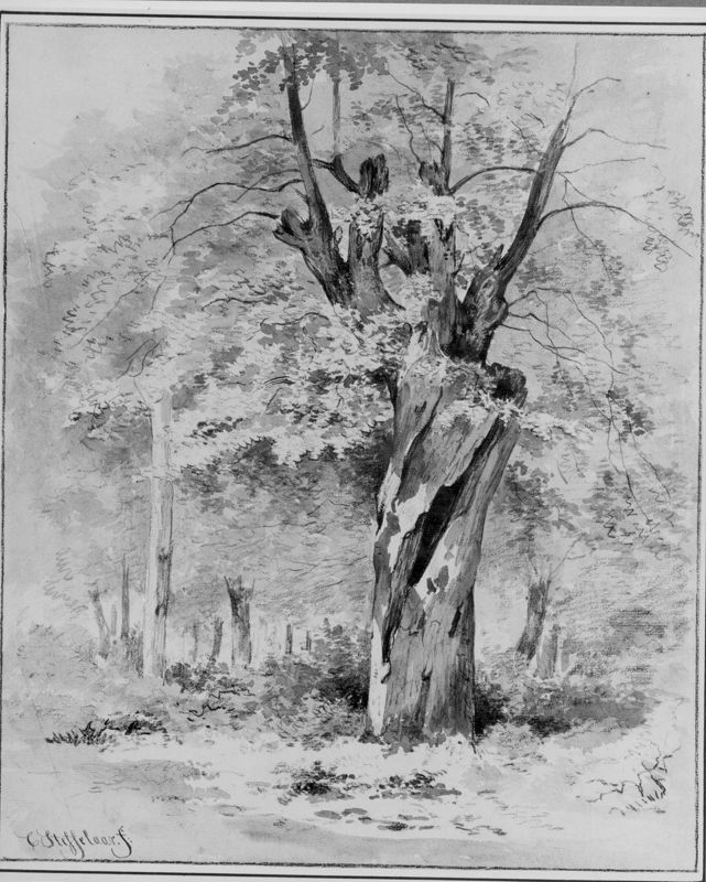 Oude boom aan bosrand
