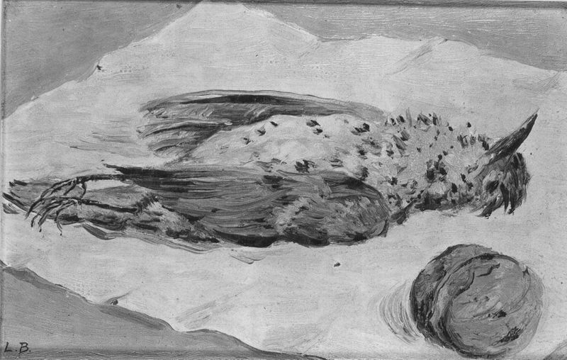 Oiseau mort