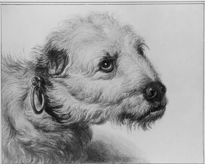 Hondekop