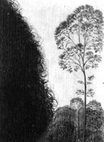 B204205