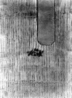 B204209