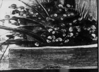 B206532