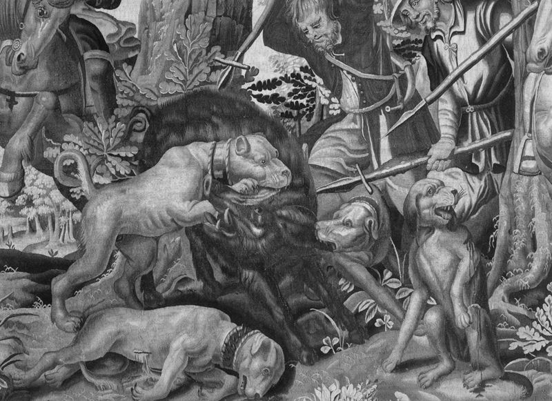 Chasse au sanglier