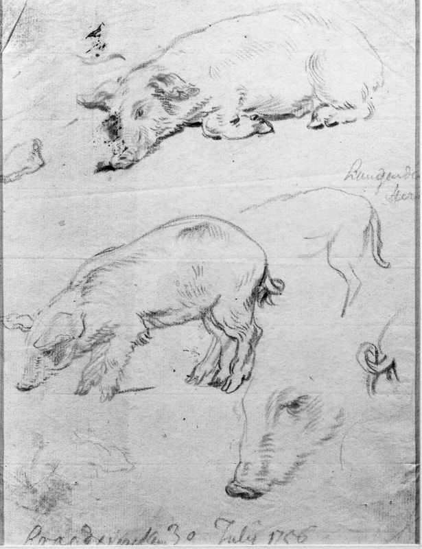 Studie van varkens