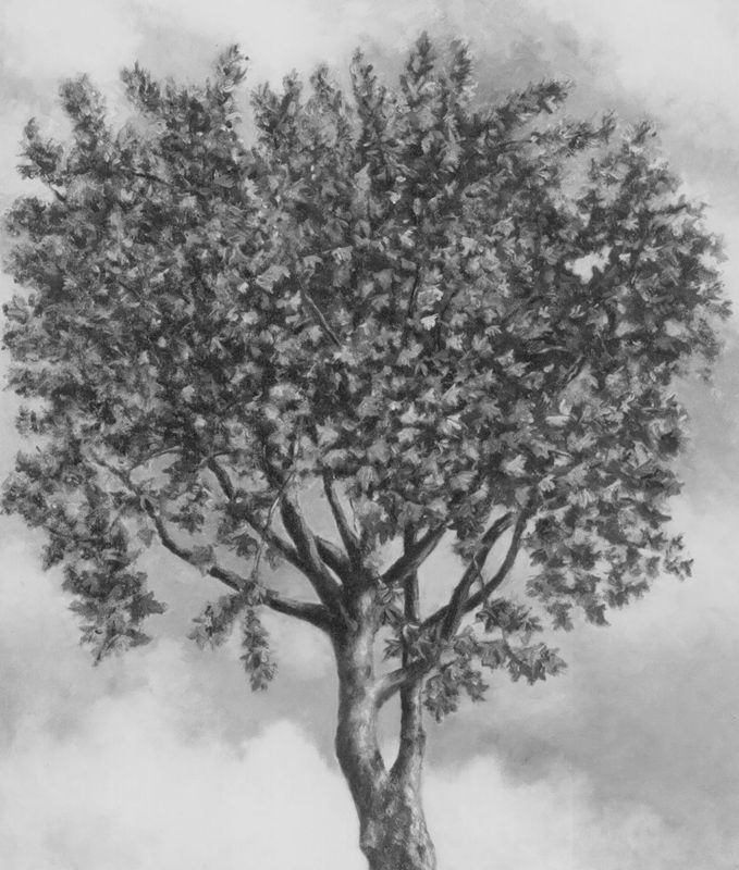 The Plane Tree