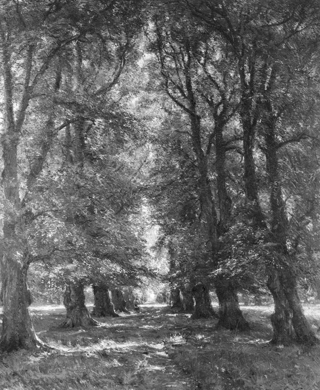 Drève ensoleillée