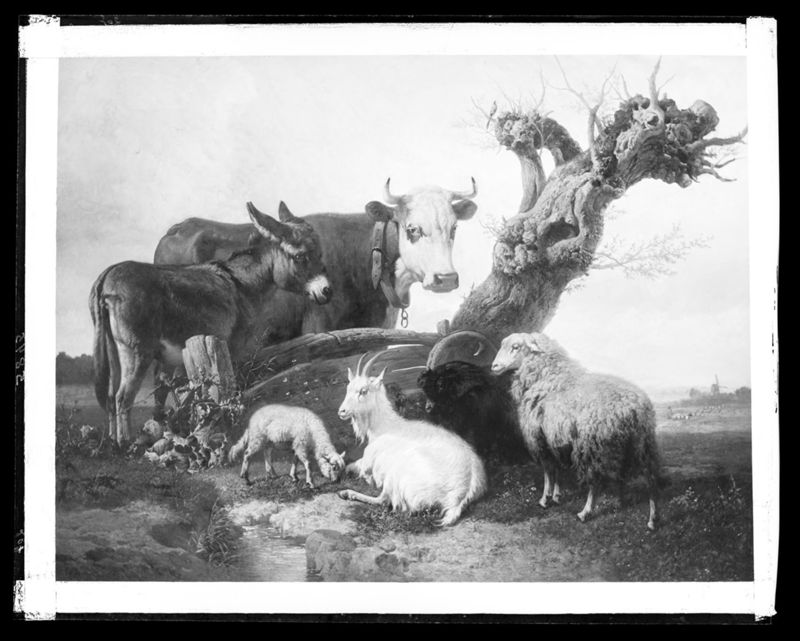 Animaux au pâturage - environs de Courtrai