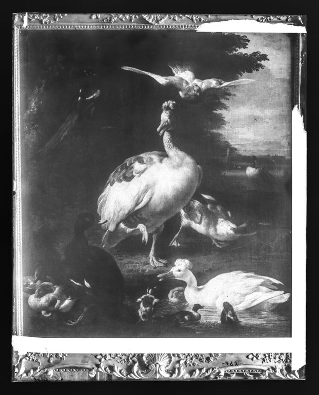 Vogels