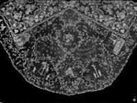 D000575