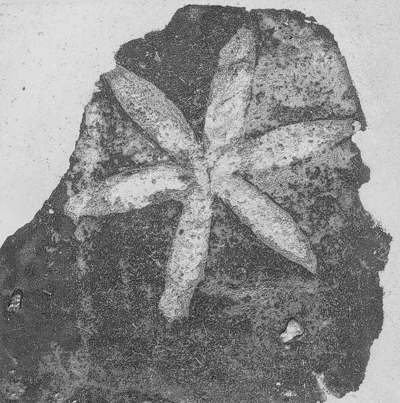 carreau de pavement / Musée communal d'Archéologie, d'Art et d'Histoire
