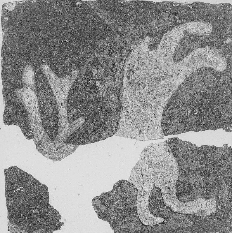 carreau de pavement / Musée communal d'Archéologie, d'Art et d'Histoire