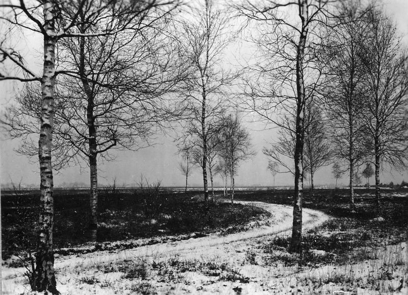 lande de bruyère / Aspect[Zonhoven]