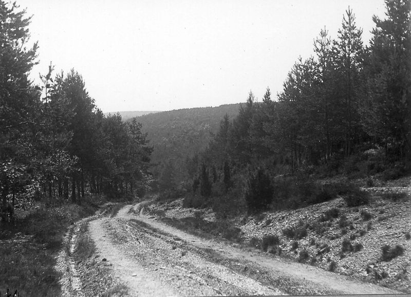 chemin forestier / Aspect[Jalhay]