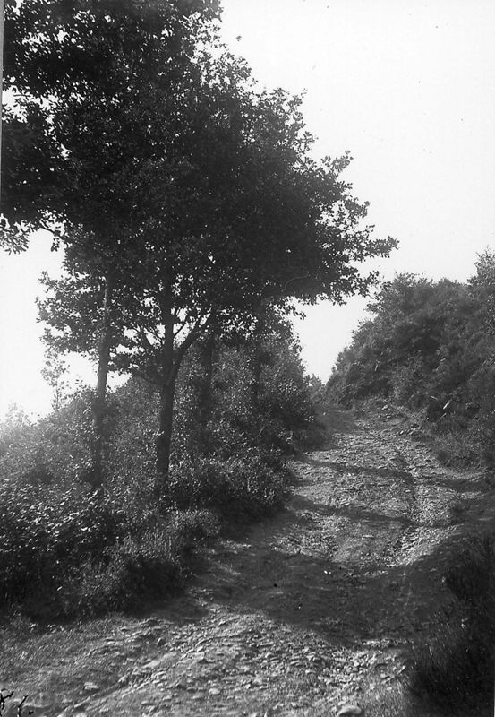 chemin forestier / Aspect[Jalhay]