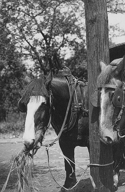 Paarden
