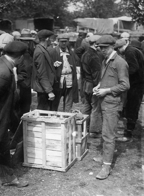 Aardbeienmarkt te Schepdaal