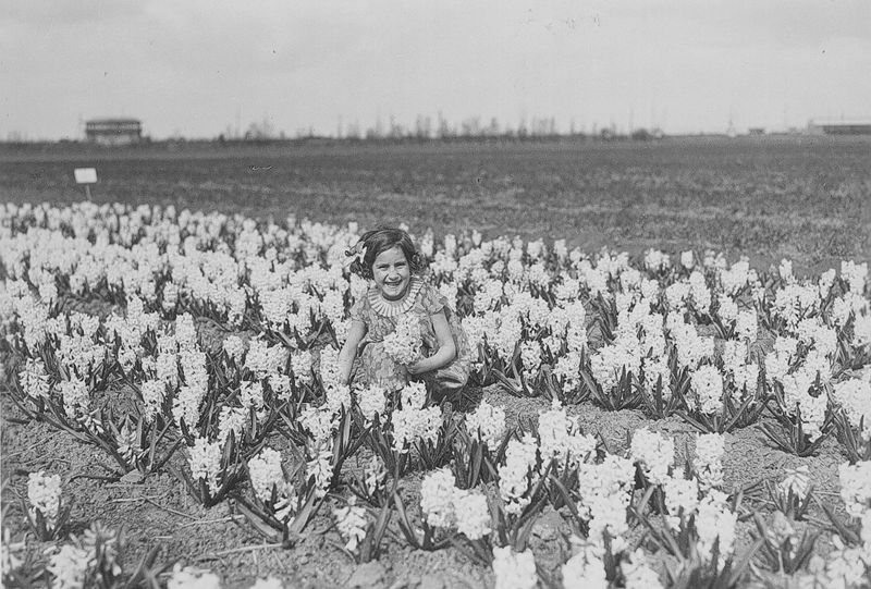 Bloementeelt  te Watervliet - Floriculture
