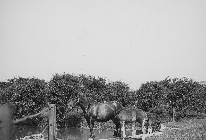 Merrie en veulen