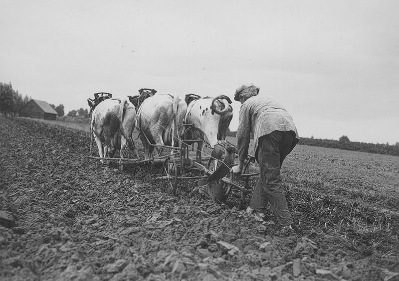 Het ploegen - Labour