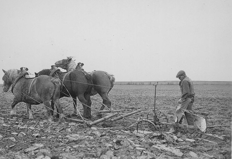 Het ploegen - Labour