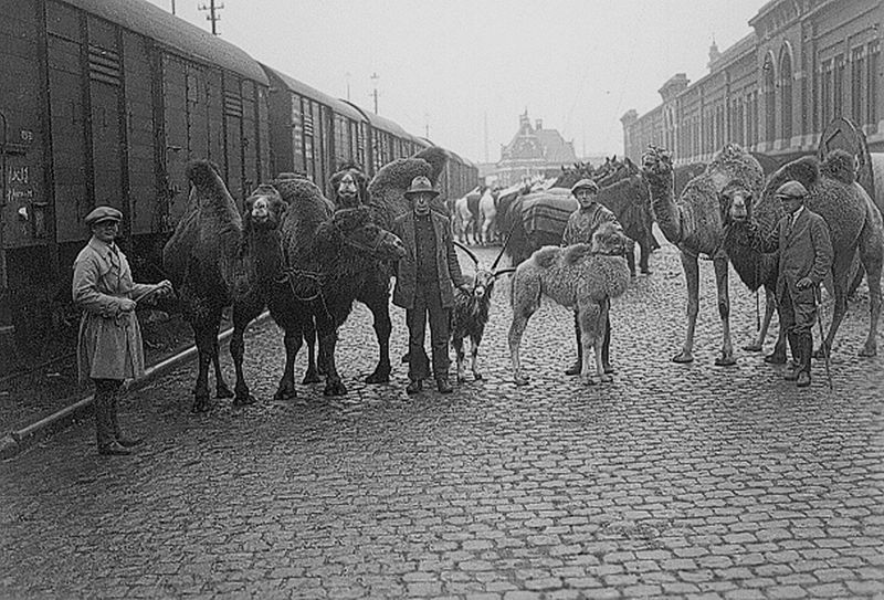 Kamelen in een straat