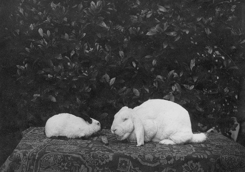 Konijnen