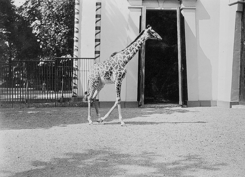 Giraffe