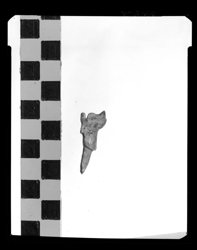 Oiseau