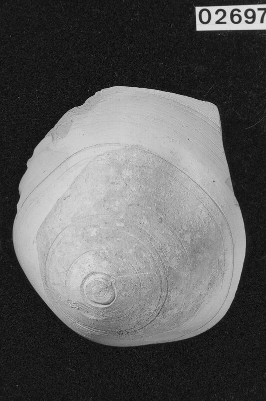 ostracon / Musées Royaux d'Art et d'Histoire