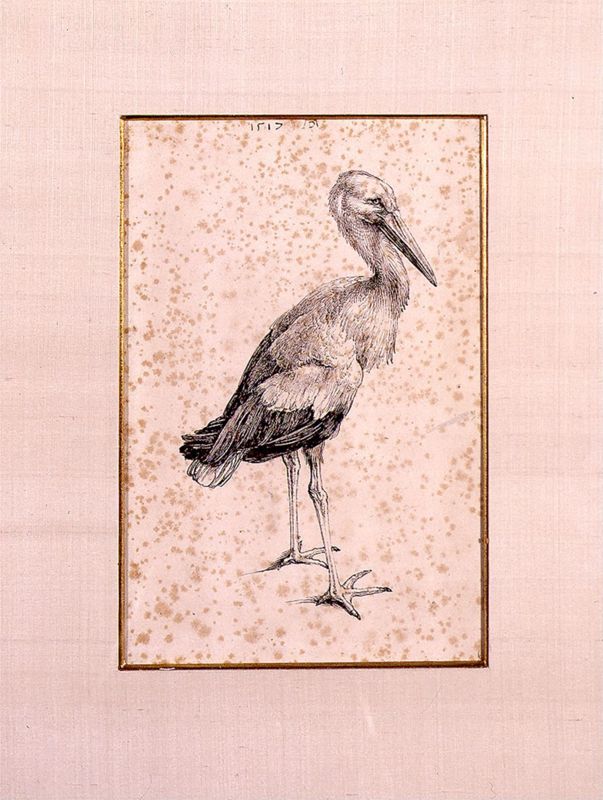 Cigogne
