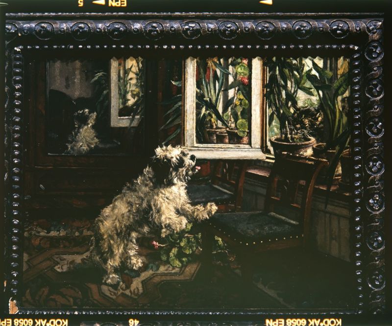 Le chien à la fenêtre
De indringer