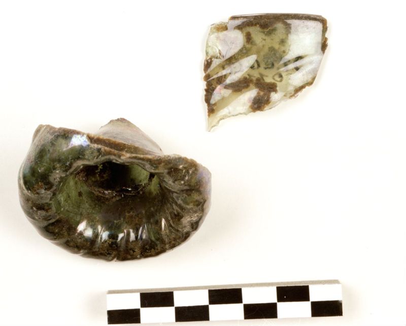 Fragment maigelein octogonal