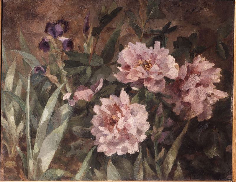 Pivoine  du Japon