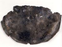 KM005598