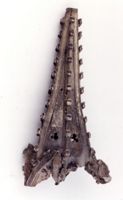 KM005775