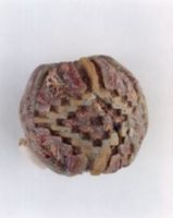 KM009503