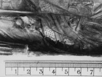 M067255