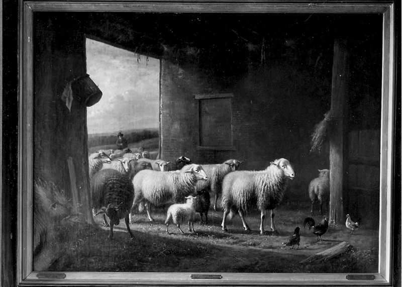 Schapen komen de schaapstal binnen