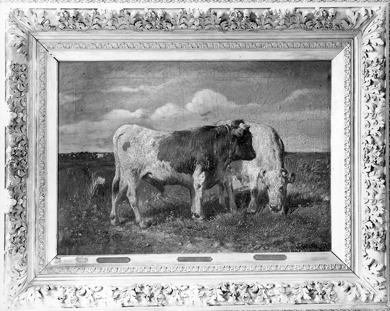 Stier en koe