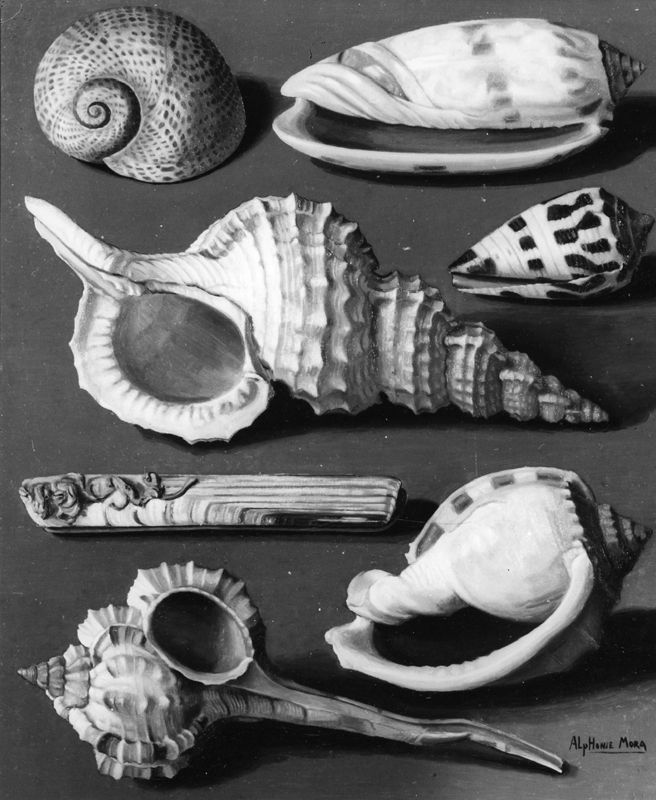 Schelpdieren (serie van 20)