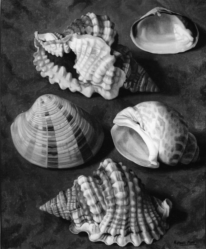 Schelpdieren (serie van 20)